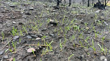 Brotes verdes tras los incendios en Galicia