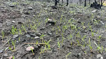 Brotes verdes tras los incendios en Galicia Brotes verdes tras los incendios en Galicia
