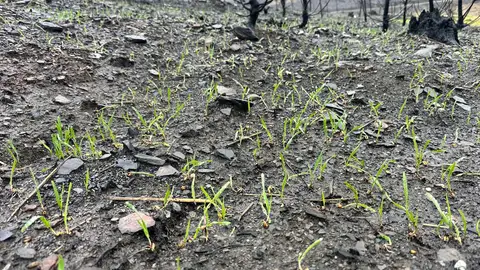 Brotes verdes tras los incendios en Galicia Brotes verdes tras los incendios en Galicia