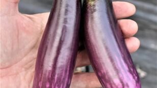 Berenjena eficaz contra el c&aacute;ncer de colon