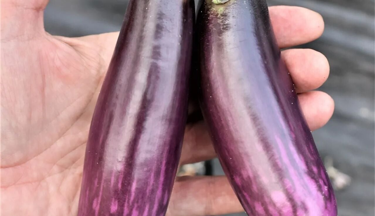 Berenjena eficaz contra el c&aacute;ncer de colon