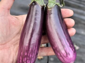 Berenjena eficaz contra el c&aacute;ncer de colon