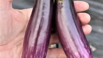 Berenjena eficaz contra el cáncer de colon Berenjena eficaz contra el cáncer de colon