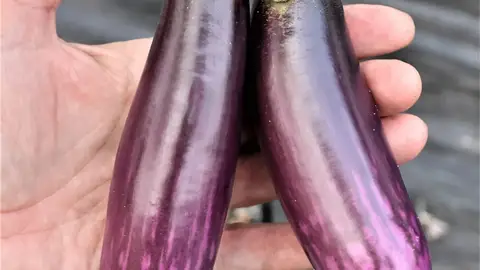 Berenjena eficaz contra el cáncer de colon Berenjena eficaz contra el cáncer de colon