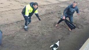 Operaci&oacute;n 'pato herido' de la polic&iacute;a local