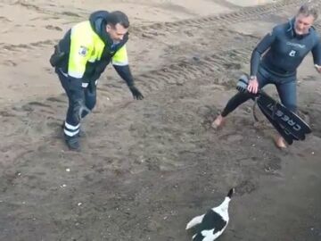 Operaci&oacute;n 'pato herido' de la polic&iacute;a local