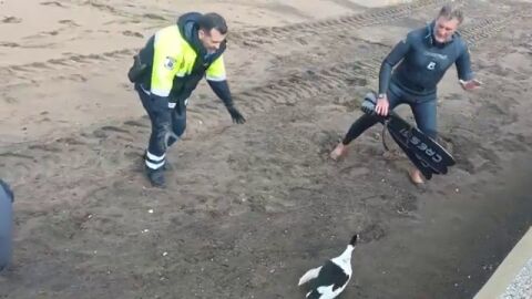 Operaci&oacute;n 'pato herido' de la polic&iacute;a local
