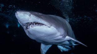 Tibur&oacute;n toro 