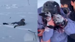 Ataque de un leopardo de las nieves a una esquiadora en China