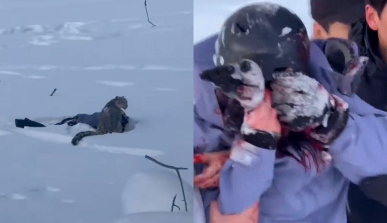 Ataque de un leopardo de las nieves a una esquiadora en China