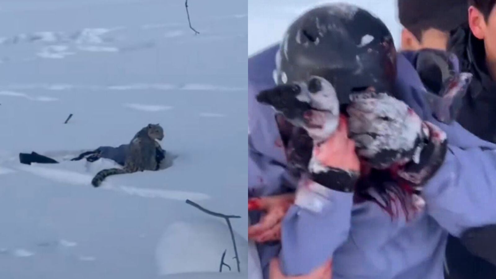Un leopardo de las nieves destroza la cara a una esquiadora que se acercó demasiado para fotografiarle