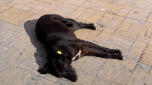 Un perro callejero descansa fuera de la antigua medina de T&aacute;nger