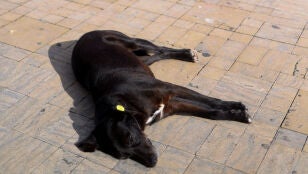 Un perro callejero descansa fuera de la antigua medina de T&aacute;nger