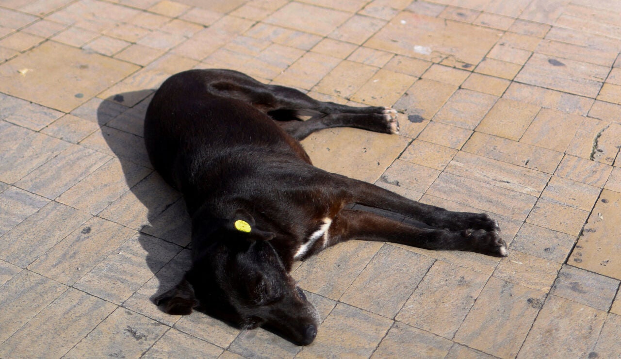 Un perro callejero descansa fuera de la antigua medina de T&aacute;nger