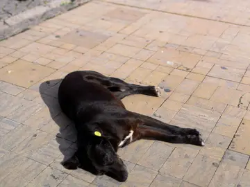 Un perro callejero descansa fuera de la antigua medina de Tánger Un perro callejero descansa fuera de la antigua medina de Tánger