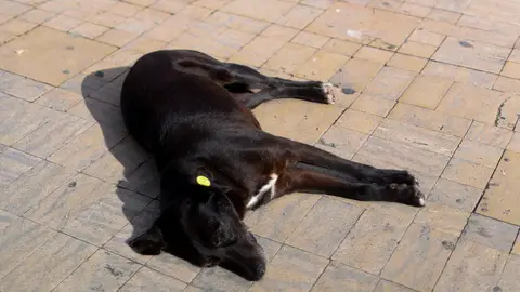 Un perro callejero descansa fuera de la antigua medina de Tánger Un perro callejero descansa fuera de la antigua medina de Tánger