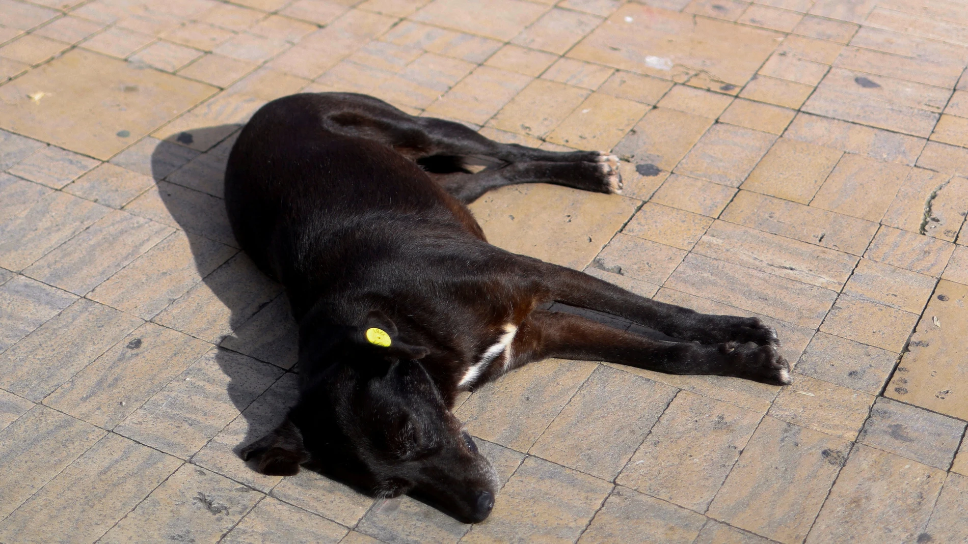 Un perro callejero descansa fuera de la antigua medina de Tánger Un perro callejero descansa fuera de la antigua medina de Tánger