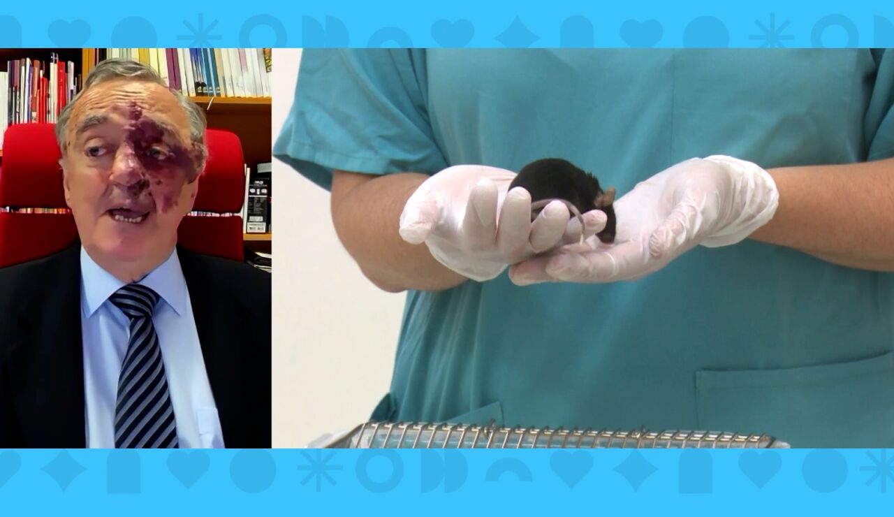 Eliminan el c&aacute;ncer de pancreas en ratones.