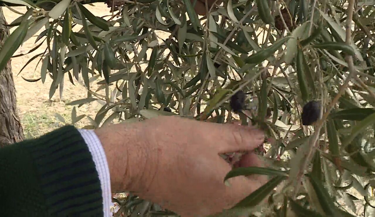 La lechuga y el aceite virgen, principales damnificados de Josef y Kristin 