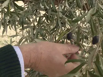 La lechuga y el aceite virgen, principales damnificados de Josef y Kristin La lechuga y el aceite virgen, principales damnificados de Josef y Kristin