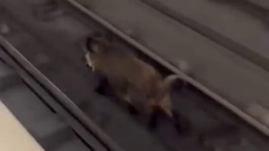 V&Iacute;DEO: Un jabal&iacute; se cuela en el metro de Valencia