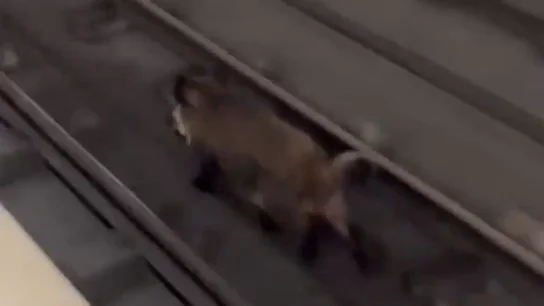 VÍDEO: Un jabalí se cuela en el metro de Valencia VÍDEO: Un jabalí se cuela en el metro de Valencia