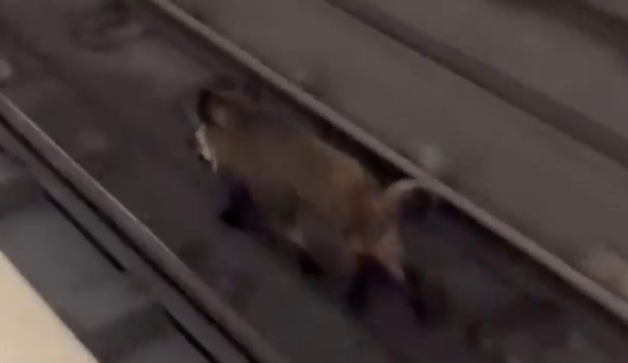 V&Iacute;DEO: Un jabal&iacute; se cuela en el metro de Valencia