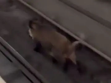 VÍDEO: Un jabalí se cuela en el metro de Valencia VÍDEO: Un jabalí se cuela en el metro de Valencia
