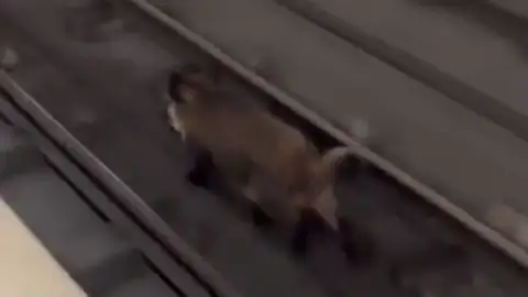 VÍDEO: Un jabalí se cuela en el metro de Valencia VÍDEO: Un jabalí se cuela en el metro de Valencia