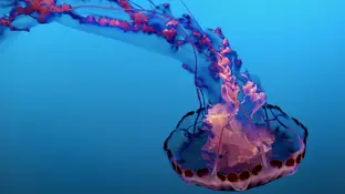 Imagen de una medusa Imagen de una medusa