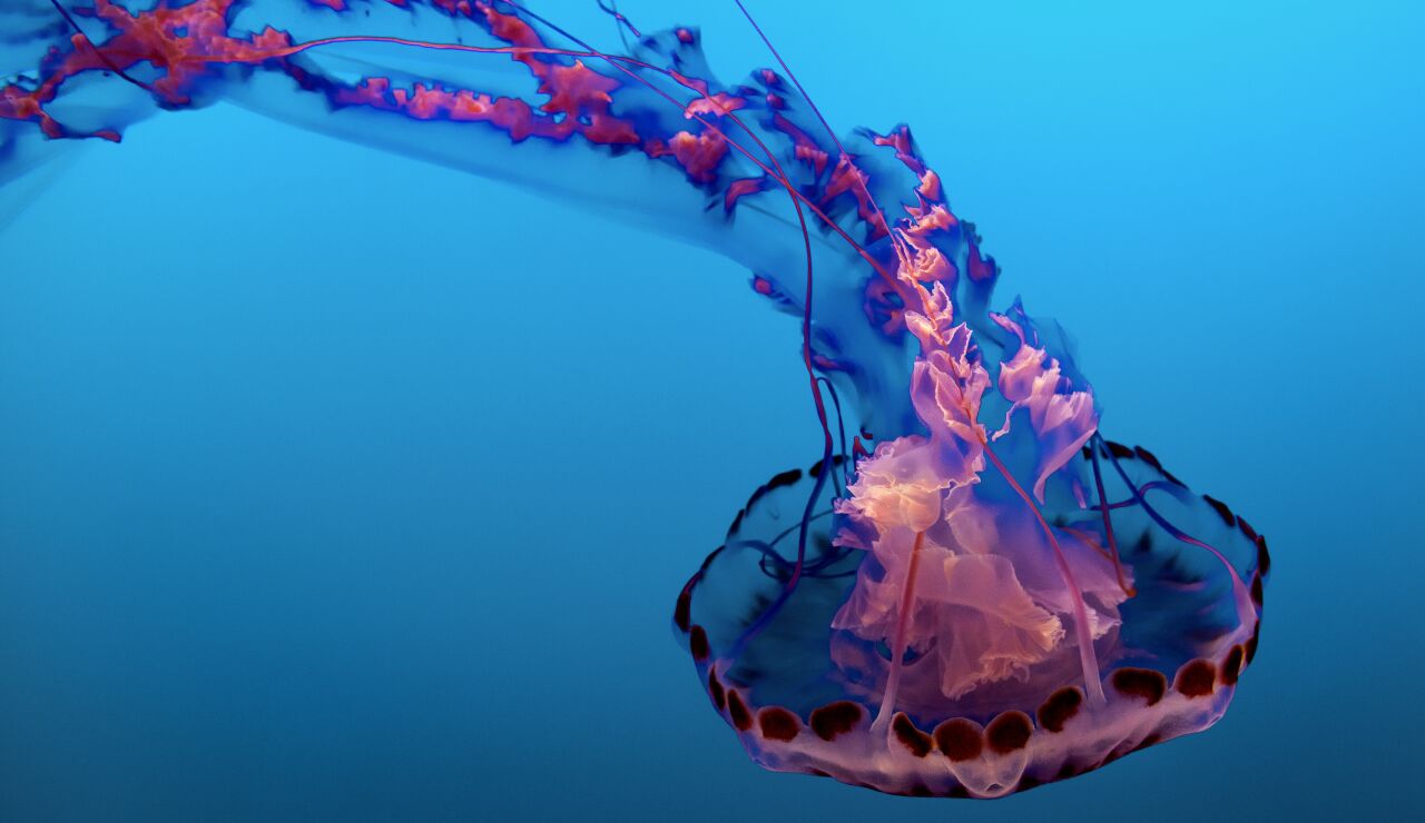 Imagen de una medusa