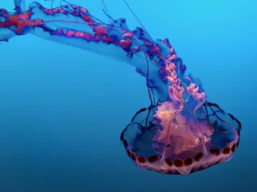 Imagen de una medusa Imagen de una medusa