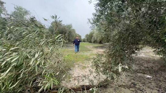 Olivar andaluz