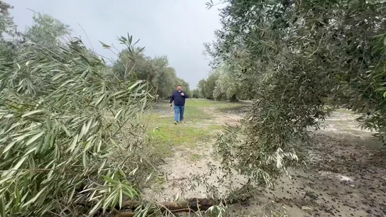 Olivar andaluz Olivar andaluz