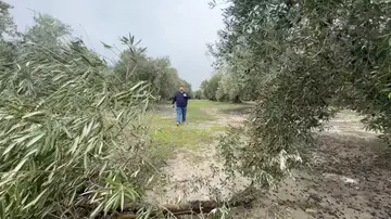 Olivar andaluz Olivar andaluz