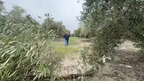 Olivar andaluz Olivar andaluz