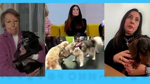 Perros herederos. Perros herederos.