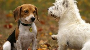 Dos perros
