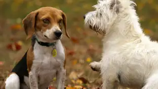 Dos perros Dos perros