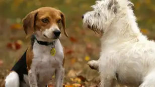Dos perros