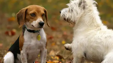 Dos perros Dos perros