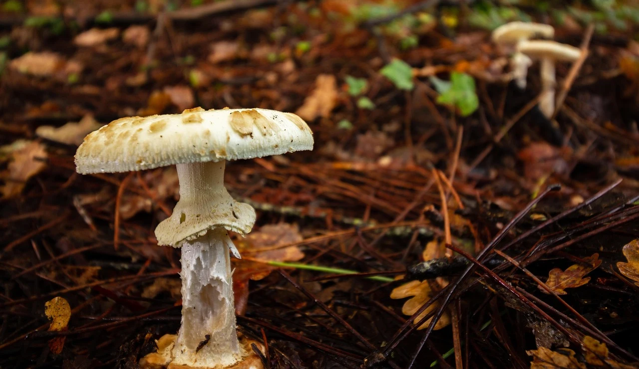 Imagen de seta venenosa