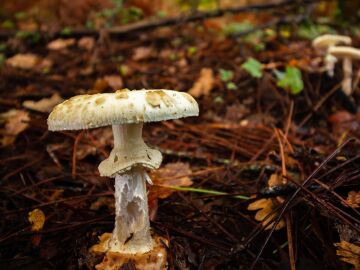 vjgalaxy-mushroom-4643456_1280