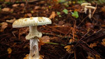 Imagen de seta venenosa