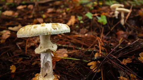 Imagen de seta venenosa vjgalaxy-mushroom-4643456_1280