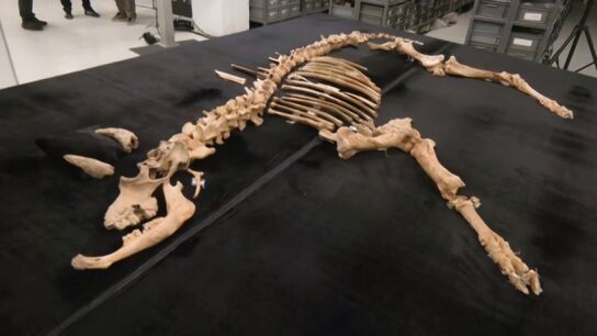 Hallado el esqueleto casi completo de un bisonte de hace 4.000 a&ntilde;os en el Parque Natural de Urbasa