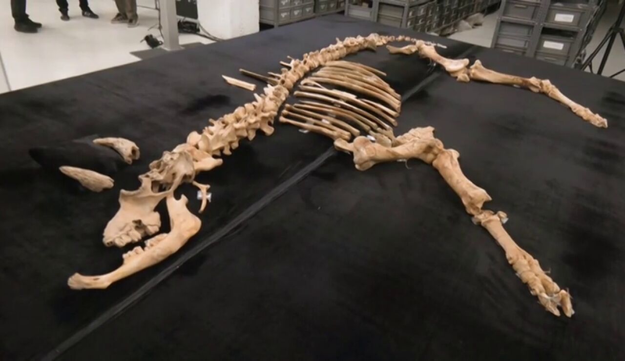 Hallado el esqueleto casi completo de un bisonte de hace 4.000 a&ntilde;os en el Parque Natural de Urbasa