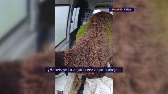 Ovejas