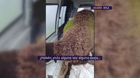 Ovejas Ovejas