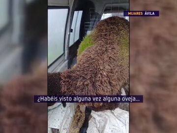 Ovejas